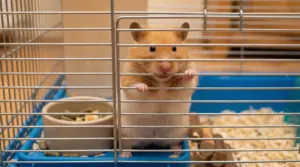 Criceto in gabbia che si aggrappa alle sbarre con le zampe anteriori