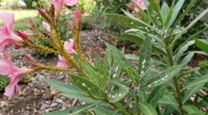 Oleandro con infestazione di afidi gialli e altri insetti sulle foglie e sui fiori