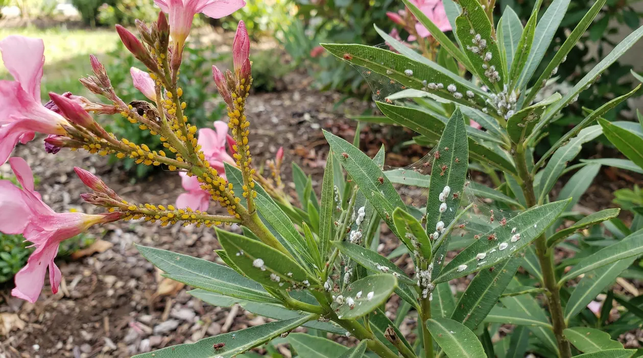 Oleandro con infestazione di afidi gialli e altri insetti sulle foglie e sui fiori
