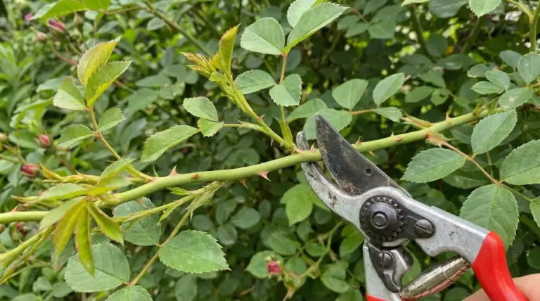 Una mano con cesoie taglia un ramo di rosa con foglie verdi