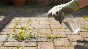 Mano con guanto che spruzza liquido su erbacce tra le fughe di un pavimento in pietra